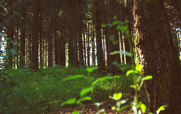 ידידותי לסביבה